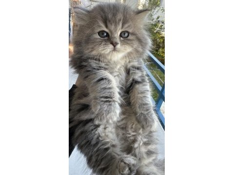 50 günlük british longhair