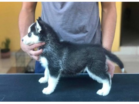 Safkan husky yavrularım