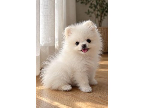 Pomeranian yavrularımız teacup garantili