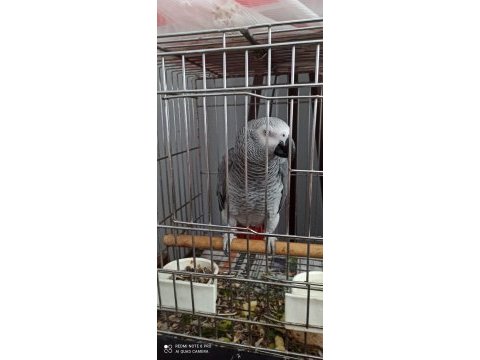 Süper konuşan jako papağanı