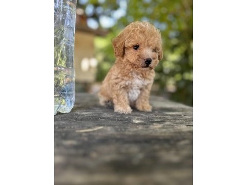 Orijinal maltipoo yavruları