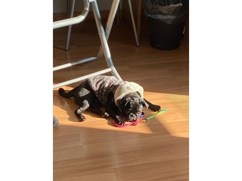 Black pug dişi