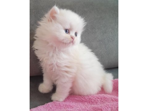 Muhteşem british longhair erkek bebek
