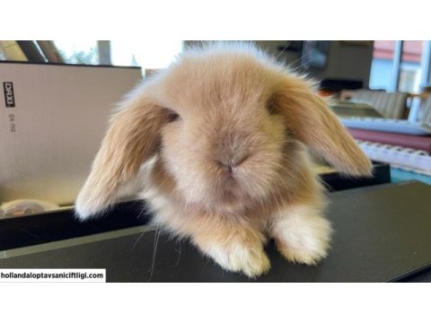 Mini lop tavşanı çiftliği - her ile gönderim!
