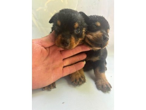 Rottweiler yavrularımız yeni yuvasını arıyor