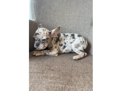 Renkli gözlü french bulldog yavrularım