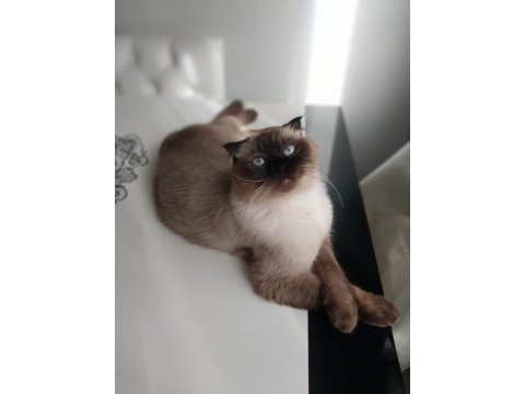 2 yaşında blue point scottish fold