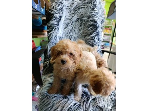 Maltipoo yavrular