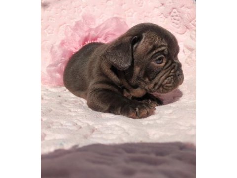 Choco and tan ve choco çikolata tadında french bulldog