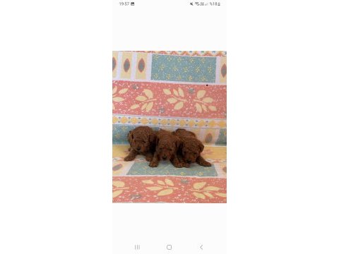 Orjinal toy poodle yavrular