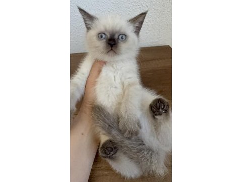 Chocallate point british shorthair yavrumuz