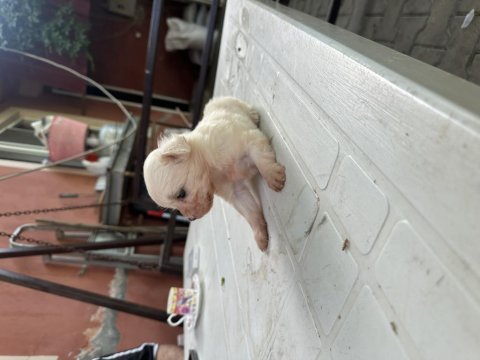 Sütten kesilmiş bir aylık safkan dişi maltese terrier