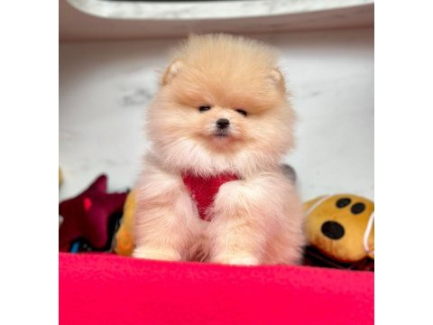 Safkan pomeranian boo bebekler
