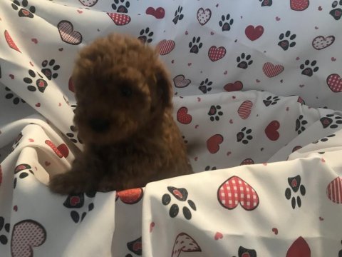 Kendi kızımızın poodle yavruları