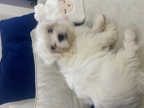 3.5 aylık maltese terrier erkek