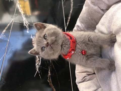 British shorthair erkek yavrular