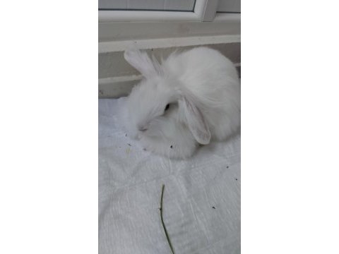 Acil lop tavşanı