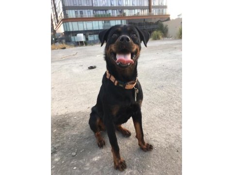 Şampiyon yavrusu dişi rottweiler 1 yaşında safkan