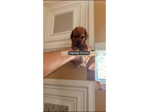 Toy poodle köpeği