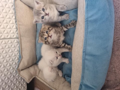 Pamuk şekerlerim kedilerim