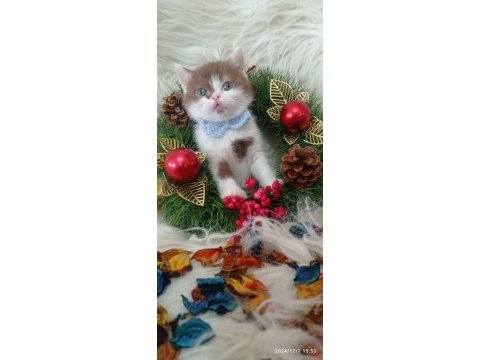 British shorthair kediğiği sahiplendirme