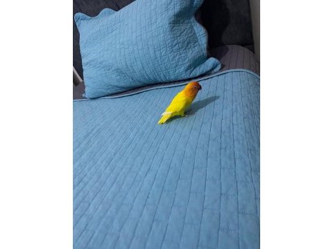Yavru cennet papağanı 3 aylık