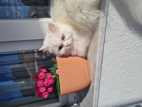 Yeni yuva british longhair