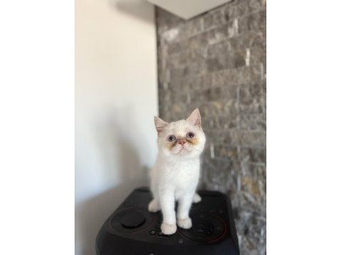  brıtısh shorthairred point  yavrularım 