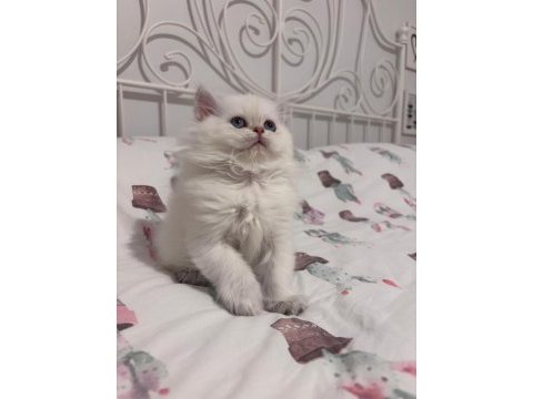 Safkan british longhair bebekler