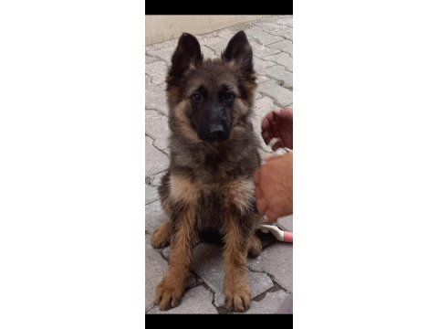 Showline longhair alman çoban köpeği