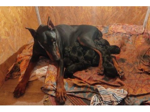 Sağlam kan 3 aylık kulak kuyruk bitti saf doberman