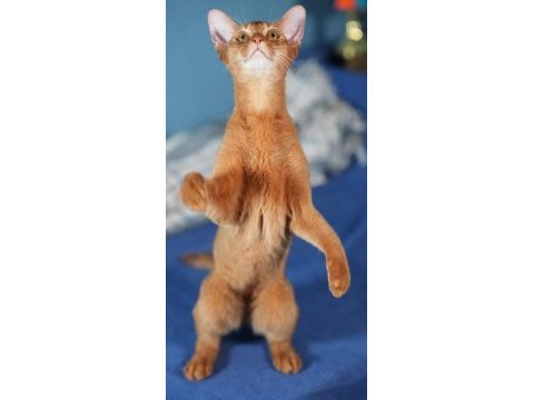 Şampiyon safkan anne babanın 6 aylık erkek habeş kedisi