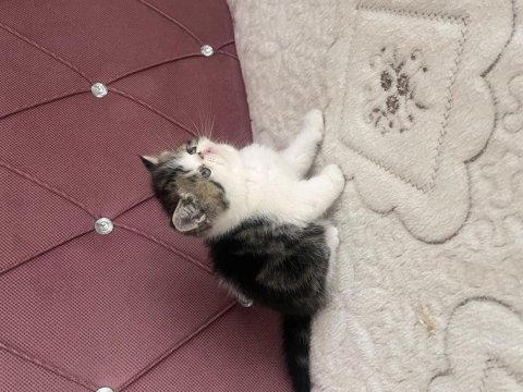 Ev doğdu çok kaliteli yavru kedimiz