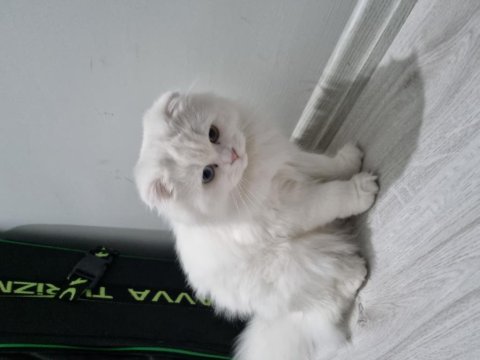 Scottish fold longhair 7 aylık erkek