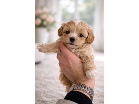 F1 maltipoo toy boy yavrular