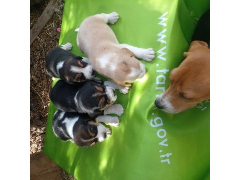 Elizabeth beagle yavruları