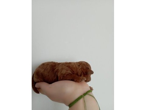 Toy poodle yavrumuz