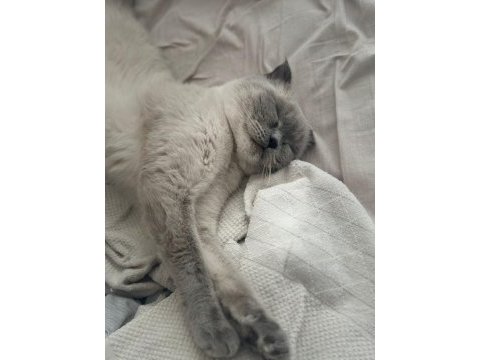 Scottish fold kedimizi sahiplendirmek istiyoruz