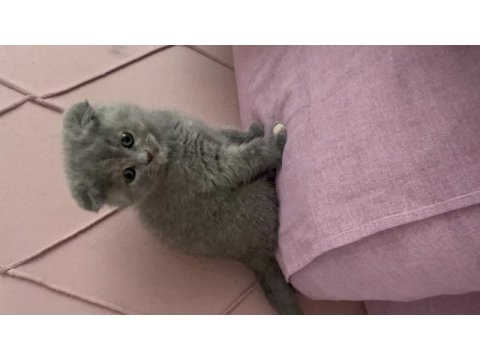 Acil sahiplendirilecek scottish fold eskişehir
