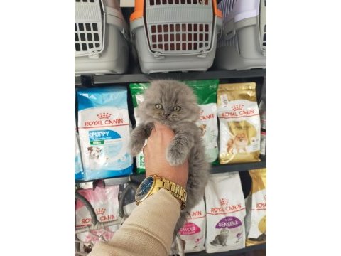 Scottish fold longhair prenses