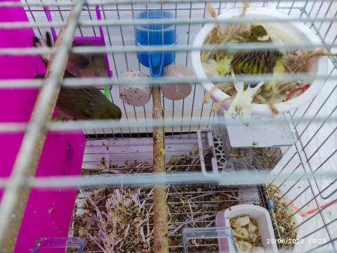 Malta kanaryası 6 adet ve kuluçkada yumurtalarıyla