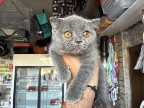 Irk ve sağlık garantili kedimiz