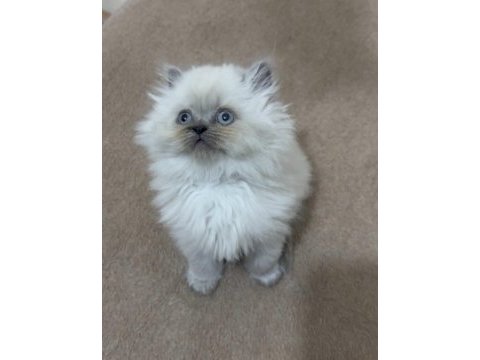 British longhair yavru