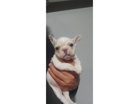 Yavru french bulldog
