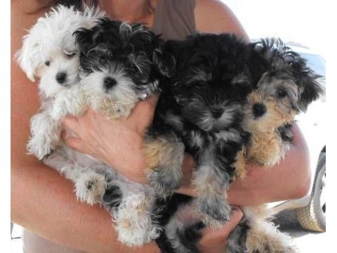 Morkie yavrularımızı canlı görerek alabilirsiniz