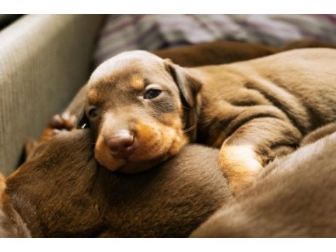 Kaliteli king doberman kızı siyah yavrular