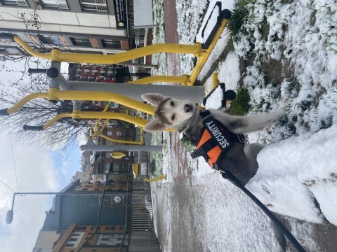 6 aylık husky
