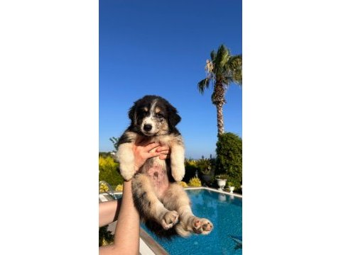 Türkiyede böylesi zor border collie yavrular
