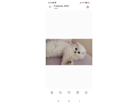 Anne baba secereli 3 aylık scottish fold long hair silver