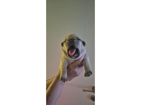 Yavru french bulldoglar sıfır kuyruk